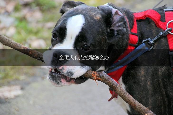 金毛犬有点拉稀怎么办,第1张