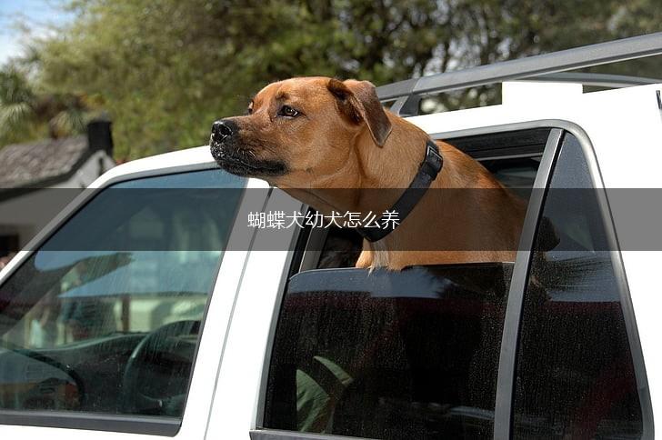 蝴蝶犬幼犬怎么养,第1张