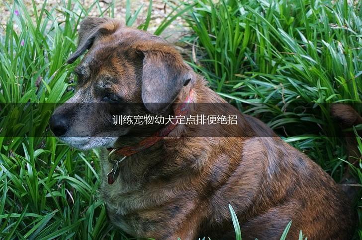 训练宠物幼犬定点排便绝招,第1张 训练宠物幼犬定点排便绝招,第1张