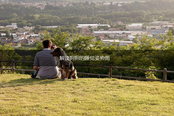 解读狗狗的睡觉姿势图,第1张 解读狗狗的睡觉姿势图,第1张