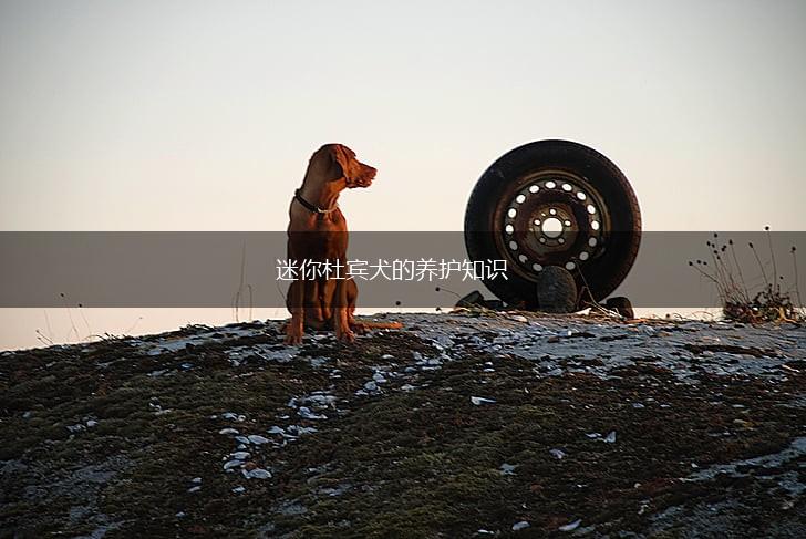 迷你杜宾犬的养护知识,第1张