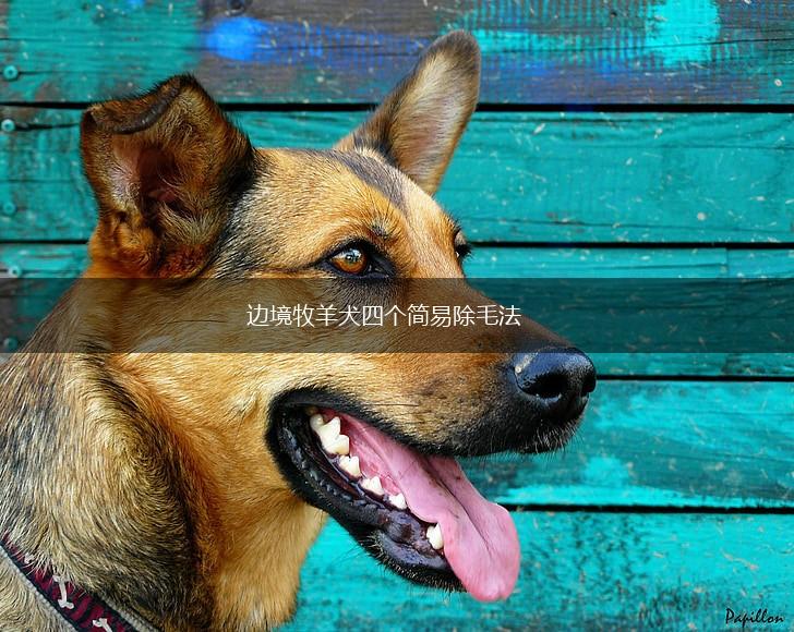 边境牧羊犬四个简易除毛法,第1张