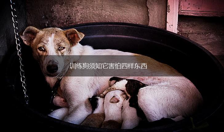 训练狗须知它害怕四样东西,第1张