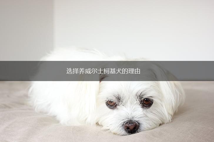 选择养威尔士柯基犬的理由,第1张