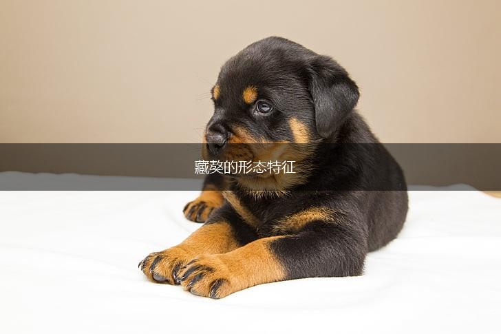 藏獒的形态特征,第1张