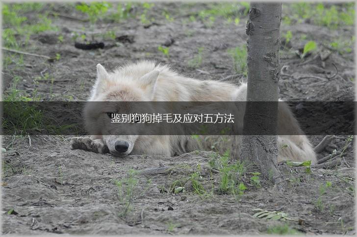 鉴别狗狗掉毛及应对五方法,第1张