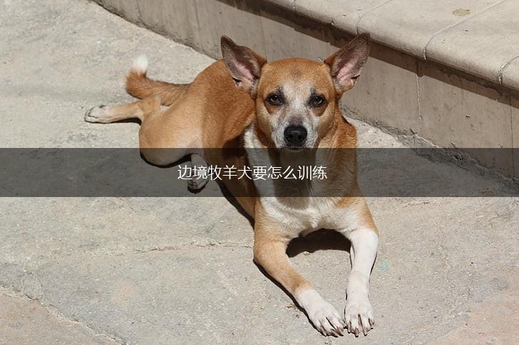 边境牧羊犬要怎么训练,第1张