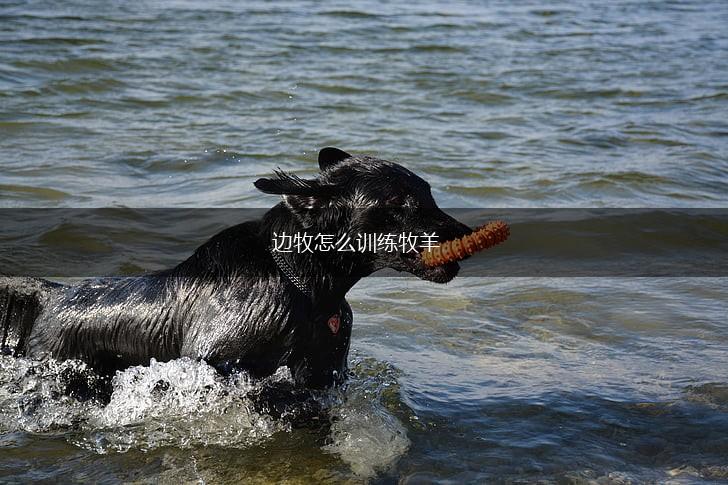 边牧怎么训练牧羊,第1张