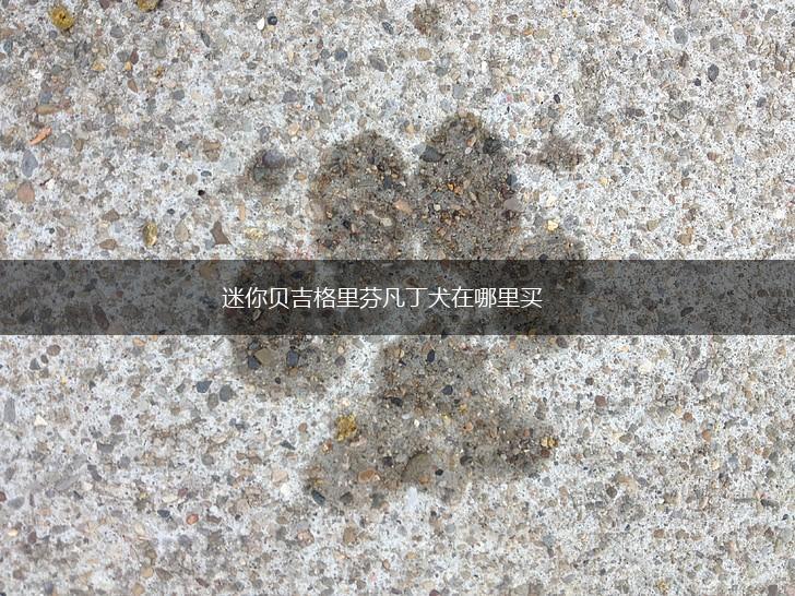 迷你贝吉格里芬凡丁犬在哪里买,第1张 迷你贝吉格里芬凡丁犬在哪里买,第1张