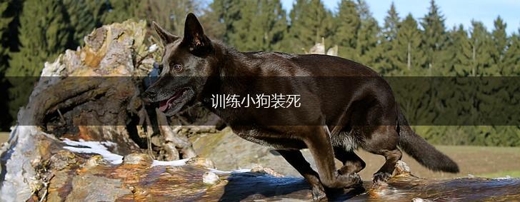 训练小狗装死,第1张