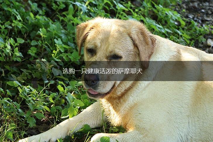 选购一只健康活泼的萨摩耶犬,第1张
