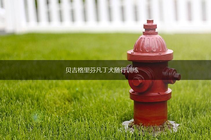 贝吉格里芬凡丁犬随行训练,第1张