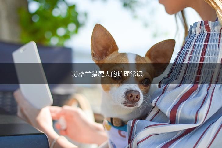 苏格兰猎鹿犬的护理常识,第1张