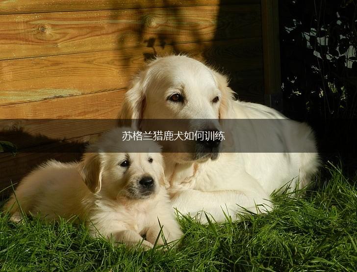 苏格兰猎鹿犬如何训练,第1张