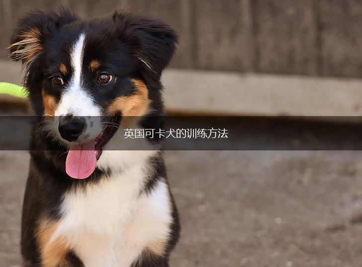 英国可卡犬的训练方法,第1张