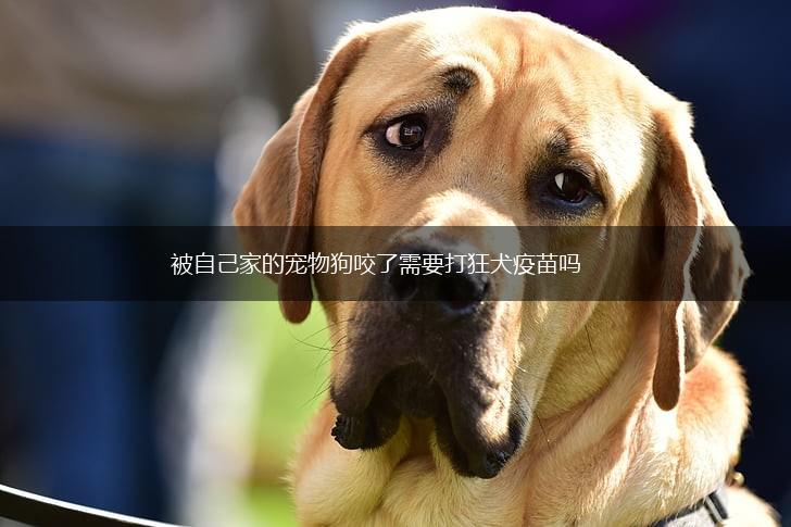 被自己家的宠物狗咬了需要打狂犬疫苗吗,第1张