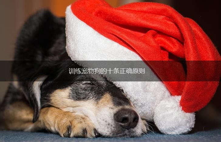 训练宠物狗的十条正确原则,第1张