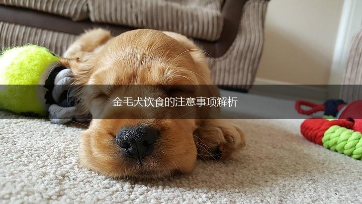 金毛犬饮食的注意事项解析,第1张