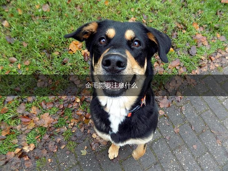 金毛需要注意什么,第1张