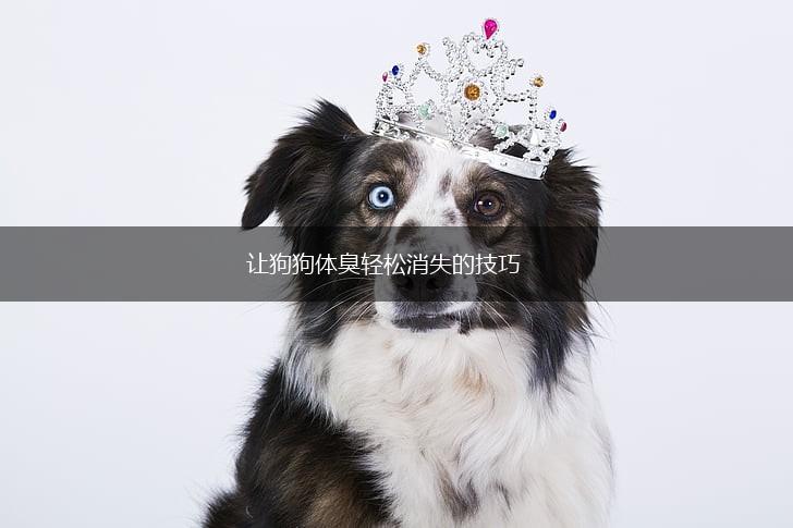 让狗狗体臭轻松消失的技巧,第1张