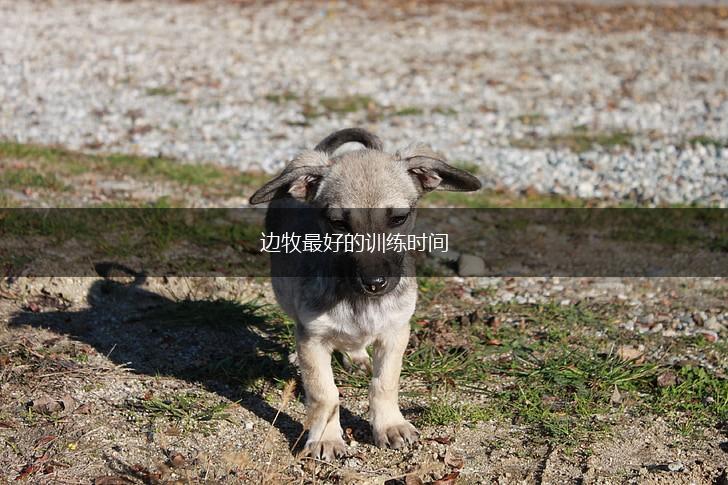 边牧最好的训练时间,第1张