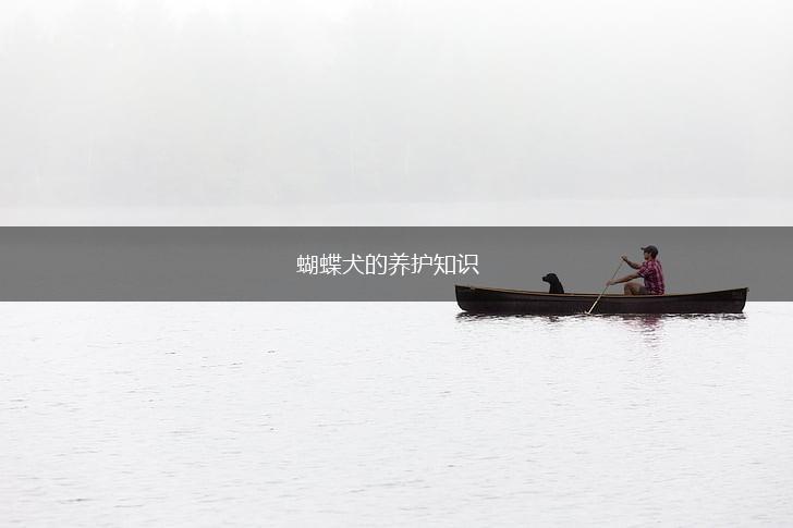 蝴蝶犬的养护知识,第1张 蝴蝶犬的养护知识,第1张