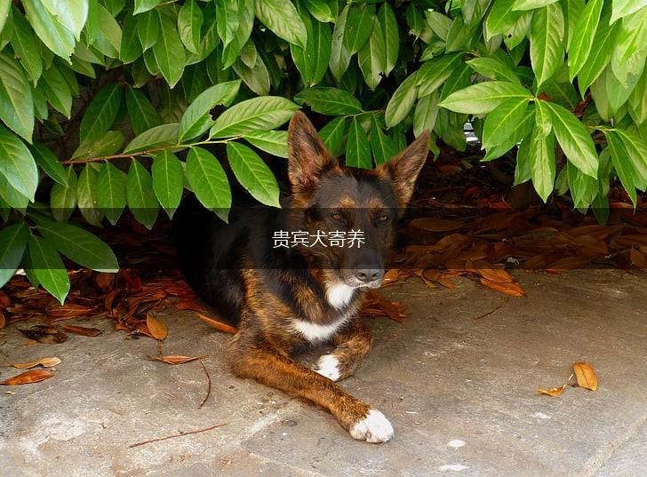 贵宾犬寄养,第1张