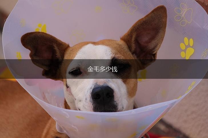 金毛多少钱,第1张