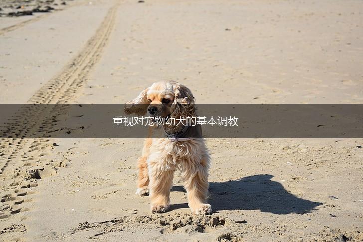 重视对宠物幼犬的基本调教,第1张