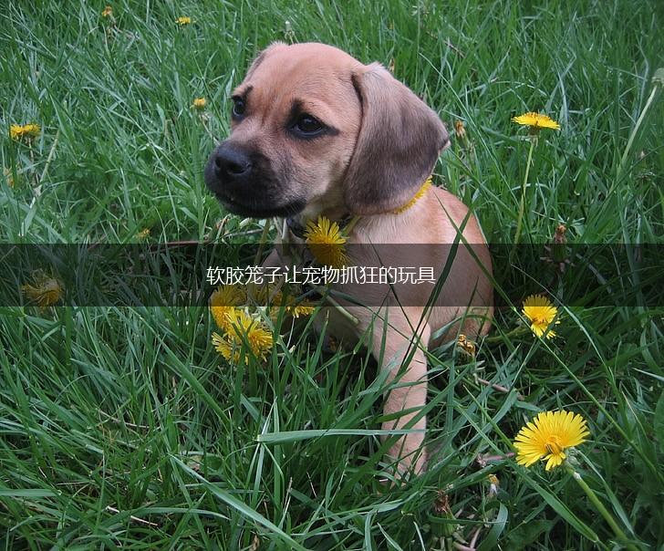 软胶笼子让宠物抓狂的玩具,第1张