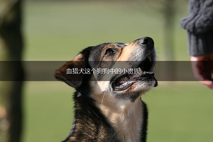 血猎犬这个狗狗中的小贵族,第1张