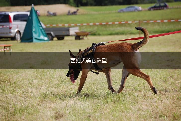 西施犬美容造型,第1张