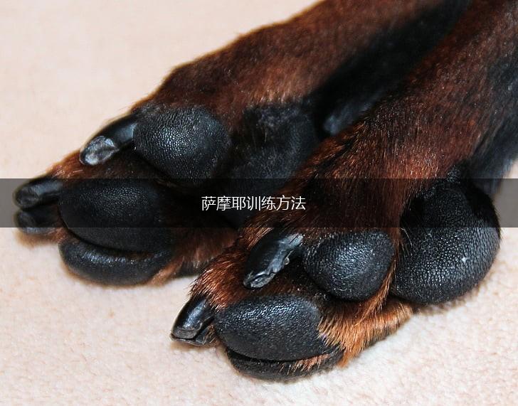 萨摩耶训练方法,第1张