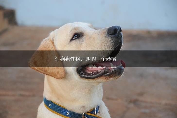 让狗狗性格开朗的三个妙招,第1张 让狗狗性格开朗的三个妙招,第1张