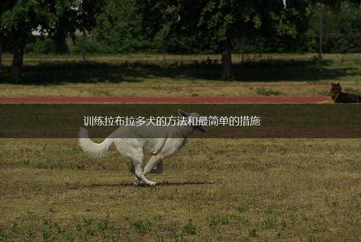 训练拉布拉多犬的方法和最简单的措施,第1张