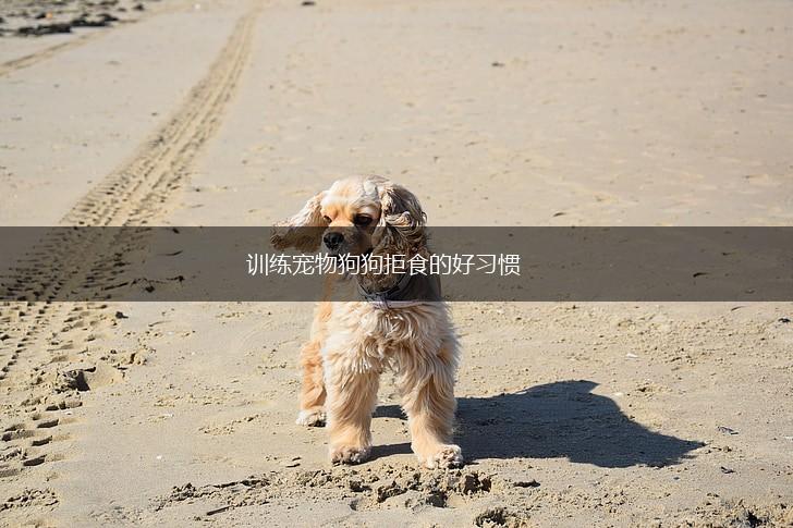 训练宠物狗狗拒食的好习惯,第1张