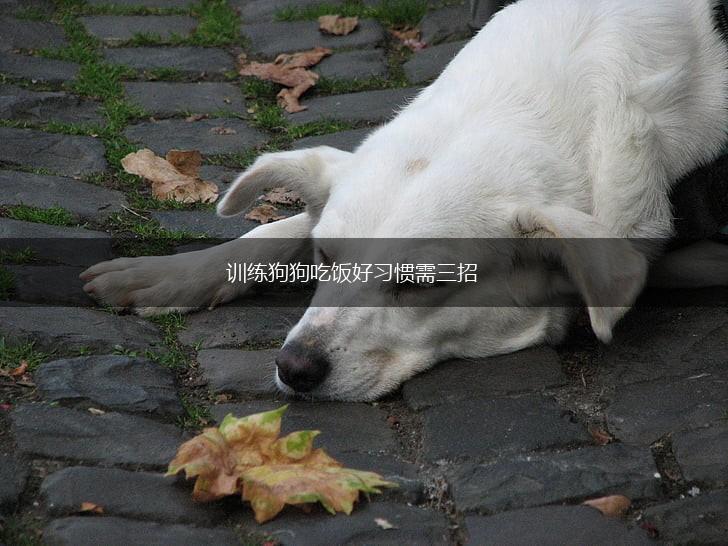 训练狗狗吃饭好习惯需三招,第1张