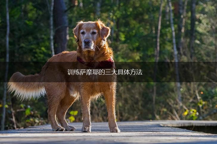 训练萨摩耶的三大具体方法,第1张 训练萨摩耶的三大具体方法,第1张