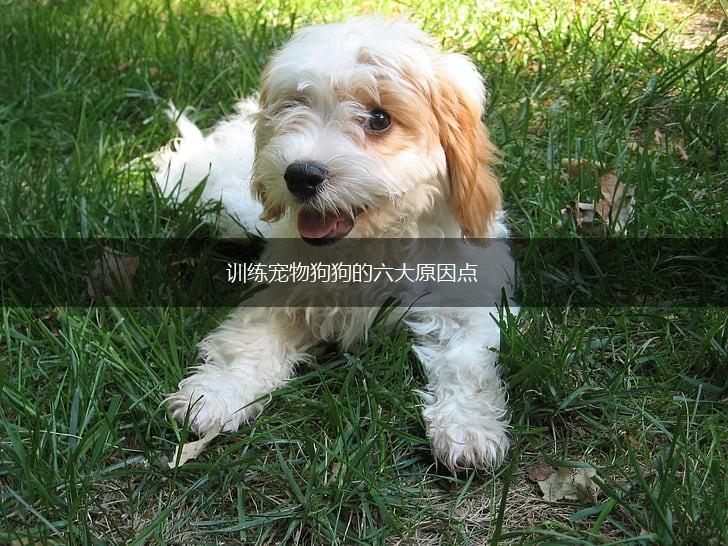 训练宠物狗狗的六大原因点,第1张 训练宠物狗狗的六大原因点,第1张