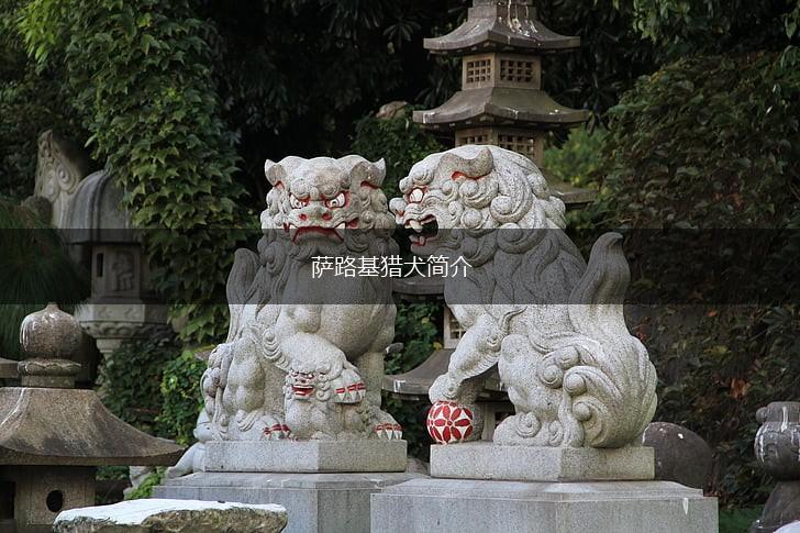 萨路基猎犬简介,第1张