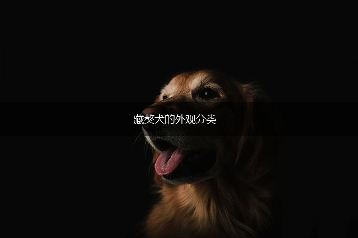 藏獒犬的外观分类,第1张