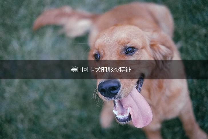 美国可卡犬的形态特征,第1张
