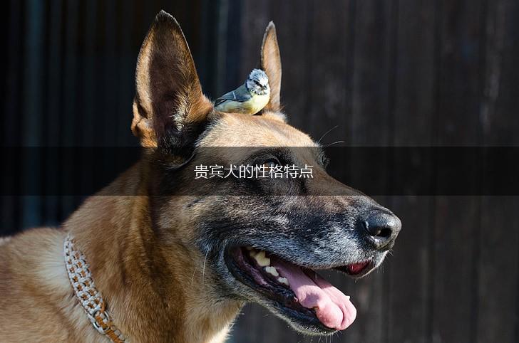 贵宾犬的性格特点,第1张