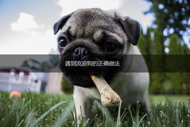 遇到流浪狗的正确做法,第1张