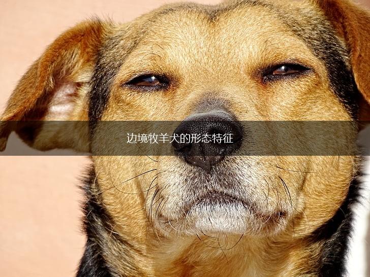 边境牧羊犬的形态特征,第1张