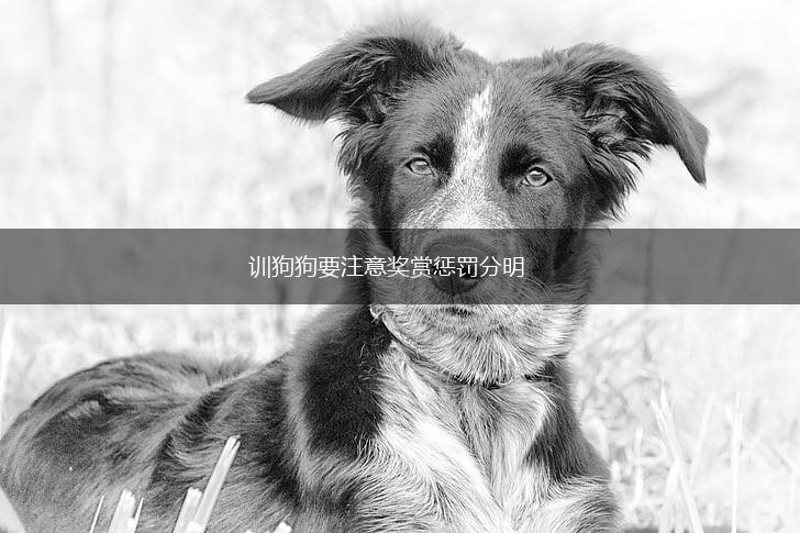 训狗狗要注意奖赏惩罚分明,第1张