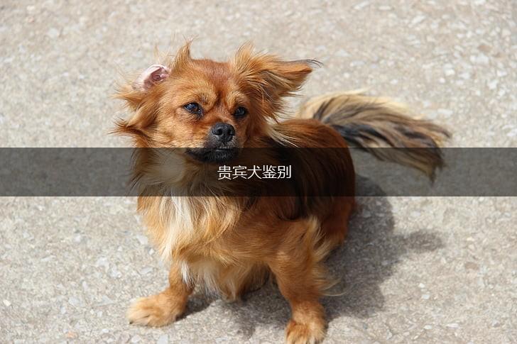 贵宾犬鉴别,第1张