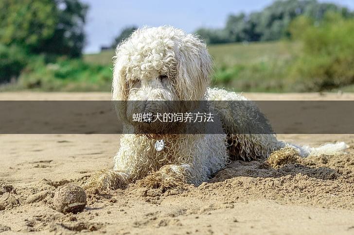 蝴蝶犬的饲养方法,第1张