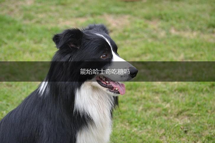 能给哈士奇吃糖吗,第1张