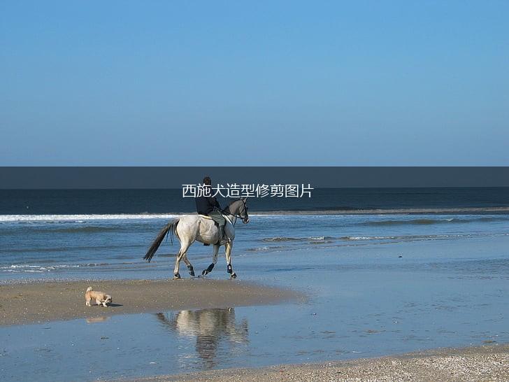 西施犬造型修剪图片,第1张 西施犬造型修剪图片,第1张